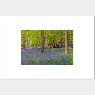 Bluebells Bluebell Woods Greys Court Oxfordshire UK Posters and Art